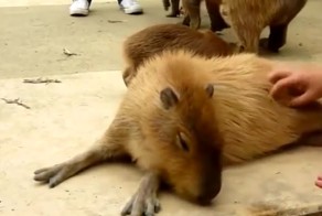 Играем с капибарой 