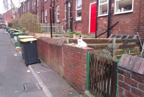 Кот охотится на птиц