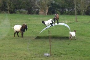 Веселые видео ролики