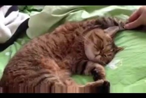 Кот в абсолютной отключке.