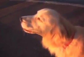 Пёс изображает сирену полиции 