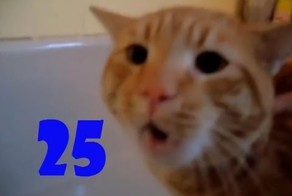 Смешные кошки. Выпуск #24 и Выпуск #25