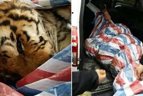 Варварское убийство тигров в Китае ради развлечения