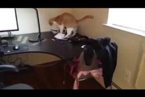 Как отучить кота ходить по столу