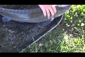 Ловля осетра