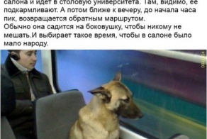 Что умеет делать ваш домашний любимец?