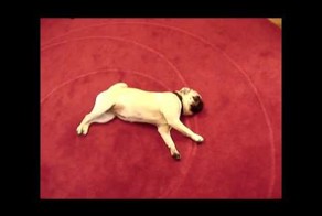 Собака-умирака