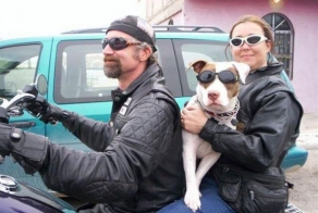 Собаки байкеров