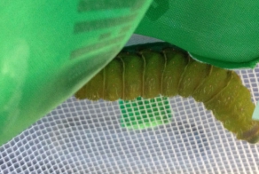 Этапы развития бабочки