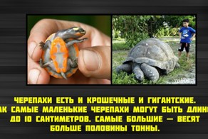 Интересные факты о Черепахах