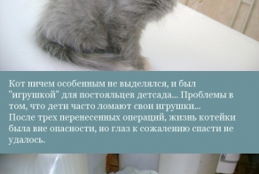 Жил-был кот...
