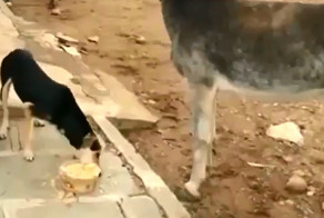 Пёс и голодный ослик