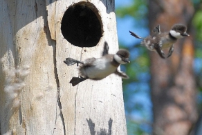 Первый полёт