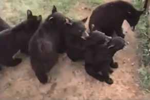 Медведи становятся друг за другом