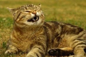 Чихающие коты выглядят не лучше своих хозяев