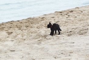 Котёнок на пляже 