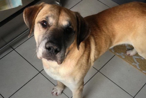 Рентгеновский снимок собаки...