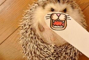 Японский ёжик покоряет твиттер