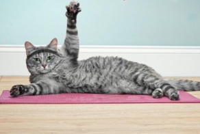 Звериный фитнес