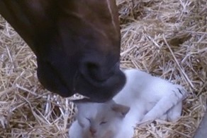 Давай я тебя почешу 