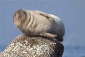 Икающий тюлень
