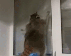 Подборка гифок