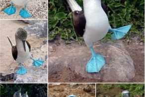 Никто не сможет устоять перед грацией голубоногой олуши