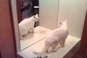 Злобное котэ