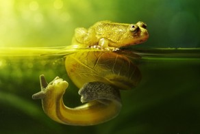 Бабочки, пауки,лягушки и прочая мелкая живность.