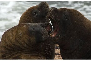 Животные на службе в армии