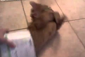 Кот решил переодеться