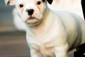 Щенок похож на Гитлера 