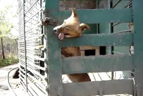 Умный песик=)