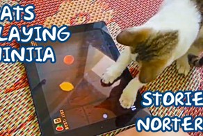 Коты играют на планшете