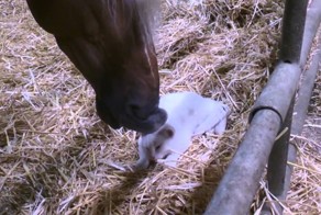 Милота! Можно вас почесать?