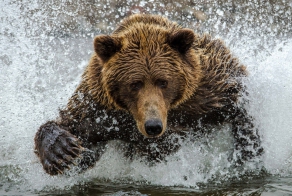 Лучшие кадры конкурса фотографий от журнала Smithsonian
