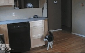 Как достать вкусняшку?