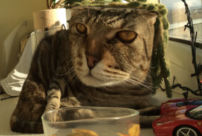 Кота штырит))