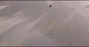 Вот так надо входить в воду.