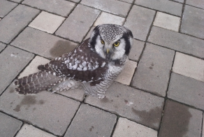 Немного о спасении совы