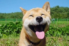 Забавные животные