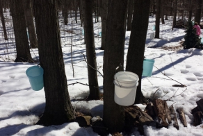 Как делают кленовый сироп