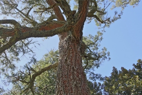  Что не так с этим деревом ?