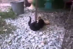 Котенок против Утенка