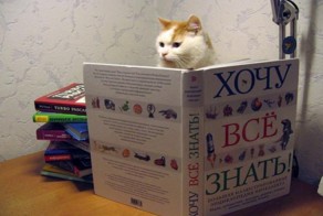 Пятничные котики