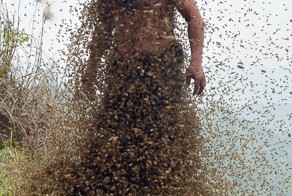 460000 тысяч пчел на теле пчеловода