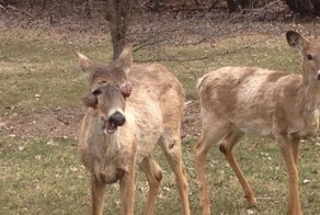 Фиброматоз у олененка: похоже, зверя надо усыплять