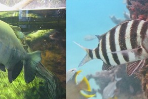 Удивительный рыбы Pacu и Sheepshead с необычными зубами!