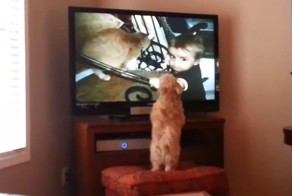 Реакция собаки на видео с котами