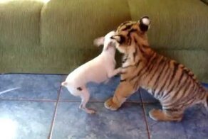 Кто–нибудь, скажите ему, что он тигр
